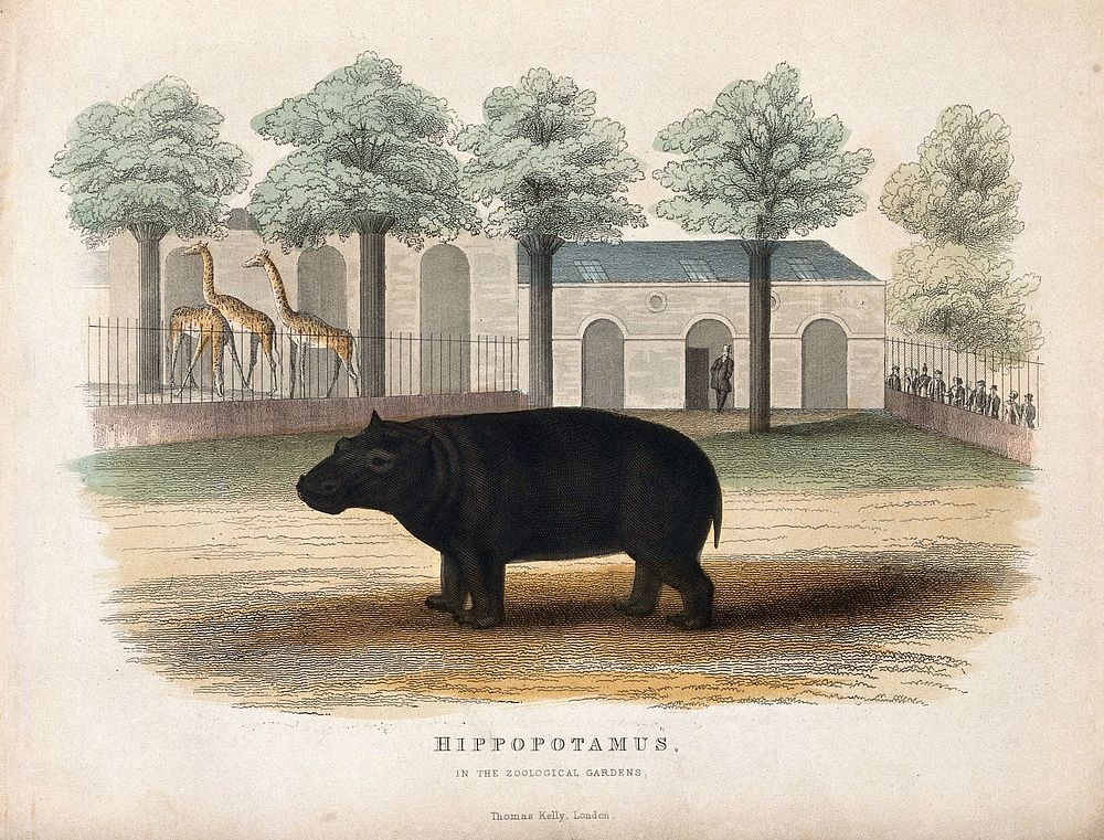 Zoological Society of London: a hippopotamus. Coloured etching.