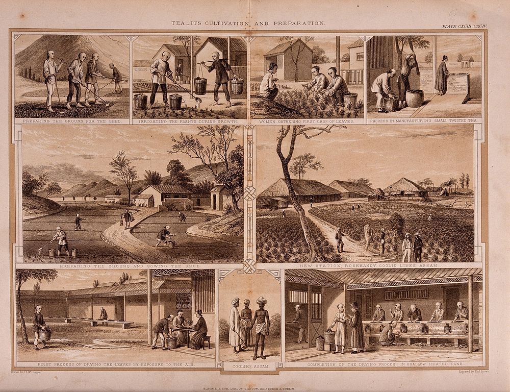 Nine scenes showing tea cultivation and preparation on an Indian plantation. Engraving by T. Brown, c. 1850, after J. L.…
