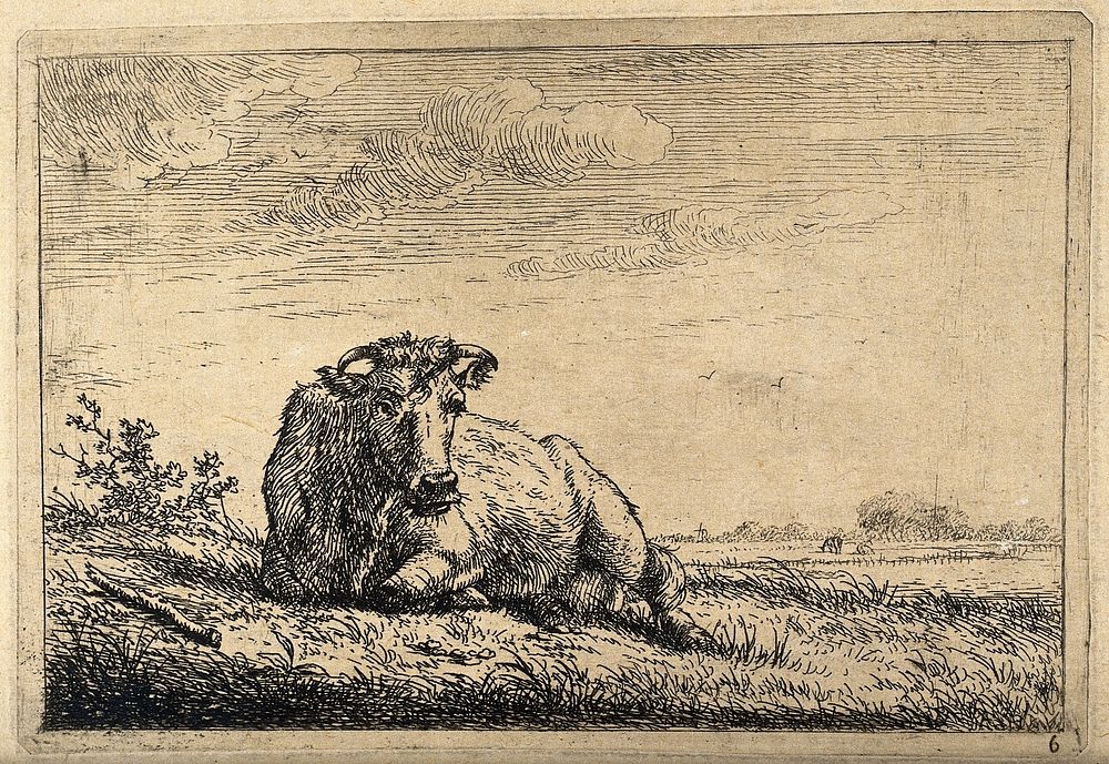 A cow at rest lying in a field. Etching by J. Janson, the elder.