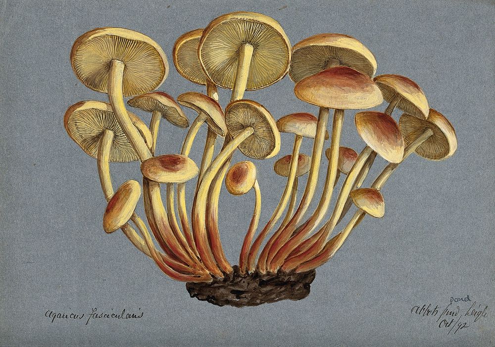 Sulphur tuft fungus (Hypholoma fasciculare). Watercolour, 1892.