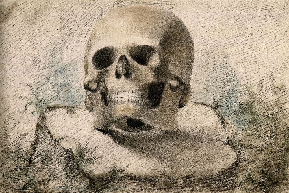 Skull, resting on a tree-stump. Coloured chalk drawing, 18--.