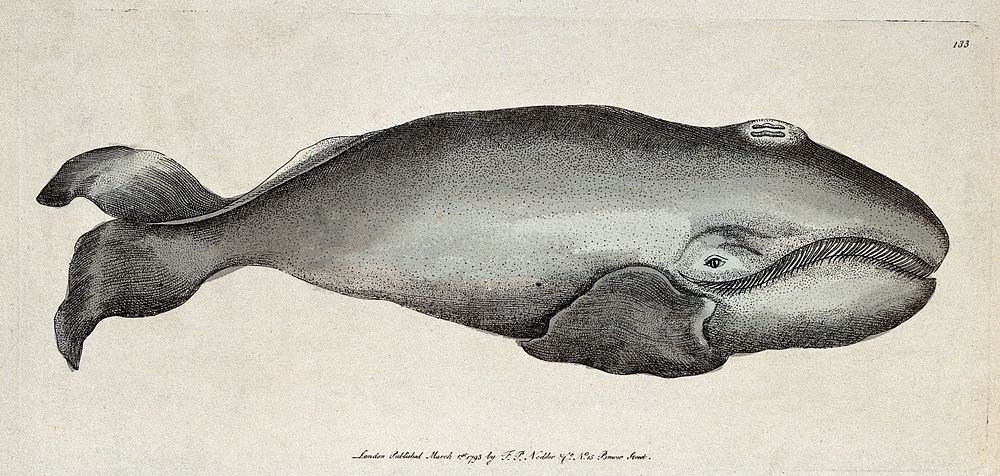 A whale. Coloured etching.