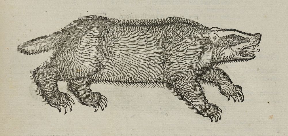 Woodcut of a badger. Conrad Gessner, 1551.