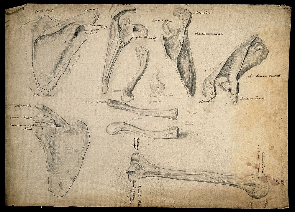 Scapula, sternum, clavicles and humerus. Pencil drawing, ca. 1811.