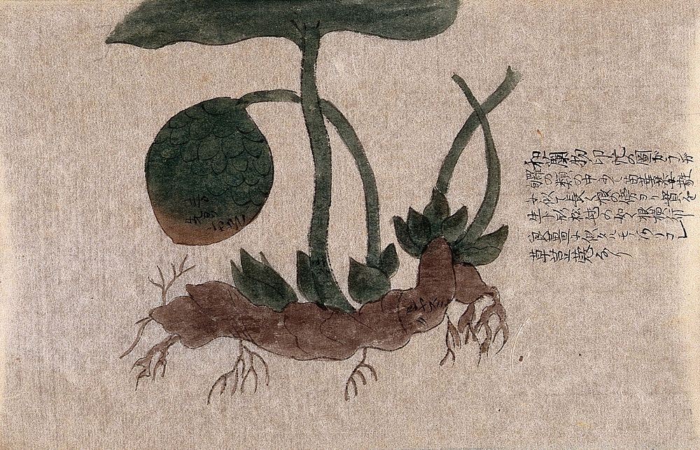 A plant with creeping tuberous root and large globose fruit. Watercolour.