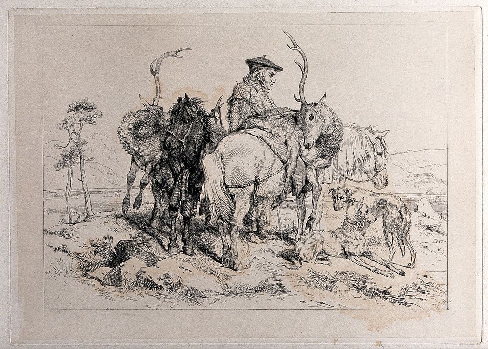 Two ponies, each with a dead stag on its back, in a hilly landscape. Etching after E.H. Landseer, 1820/1848.