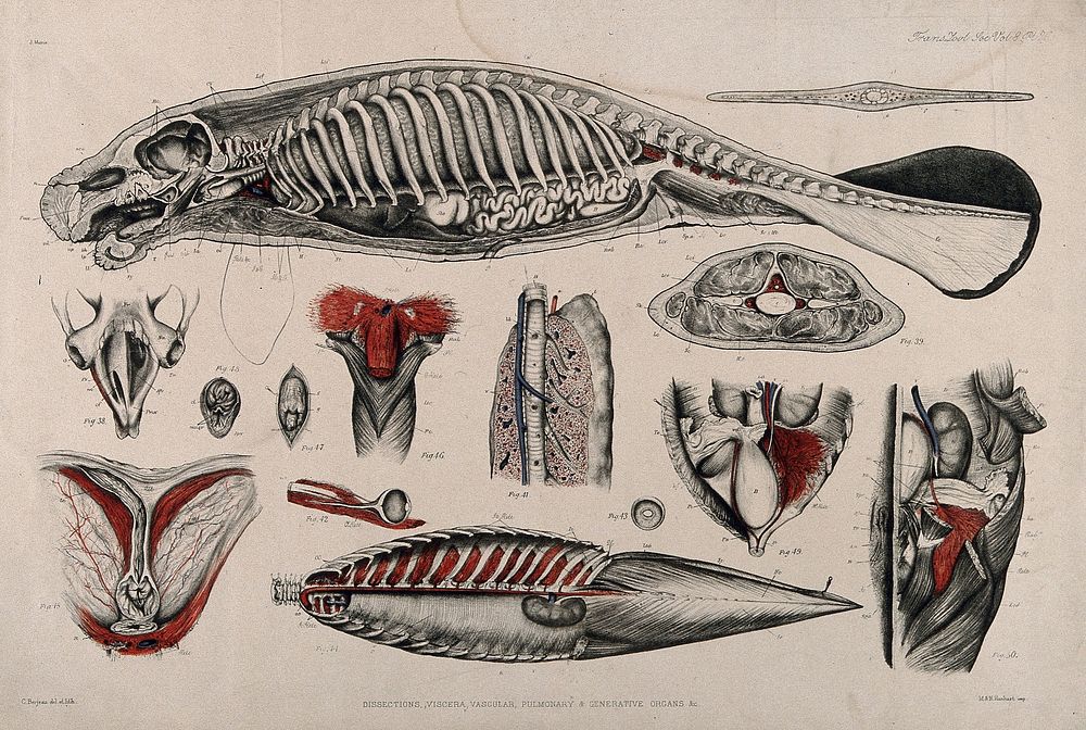 Dissection of a seal (or manatee): fourteen figures showing the skeleton, internal organs and circulatory system. Lithograph…