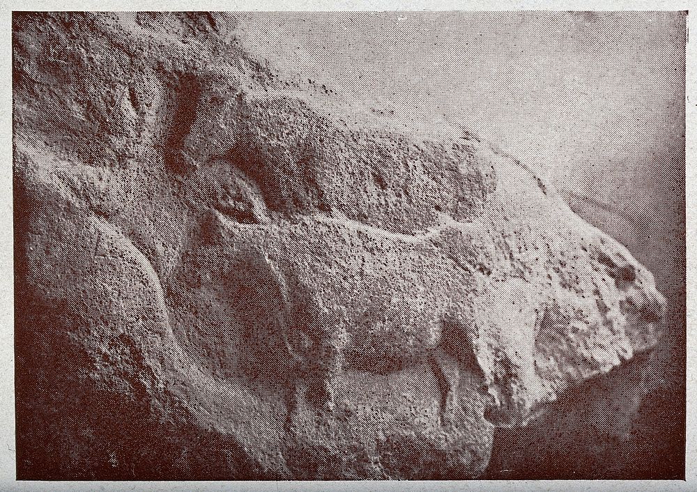 Sculptures of two oxen carved in sandstone in the Museum of Les Eyzies in France. Reproduction of a photograph.