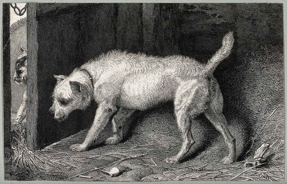 A dog (Brutus) hiding behind a door in a barn while another dog sits outside the door. Etching by T. Landseer, 1824, after…
