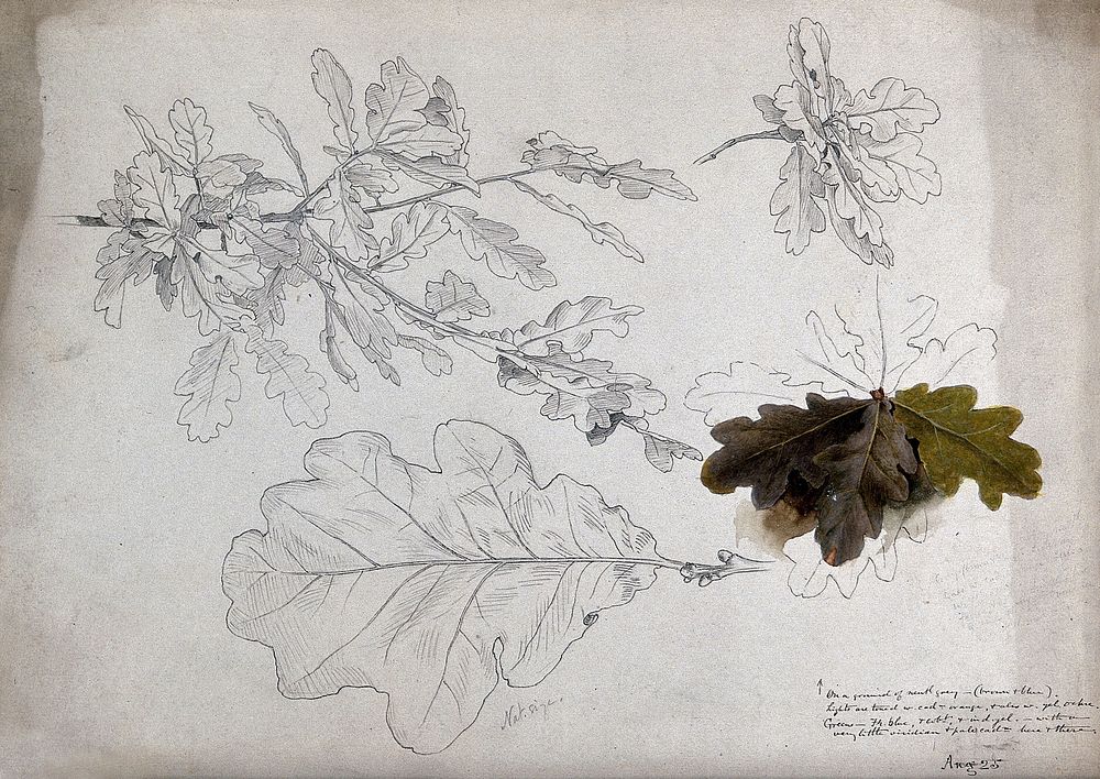Oak (Quercus species): leaves and twigs. Pen drawing, partially coloured.