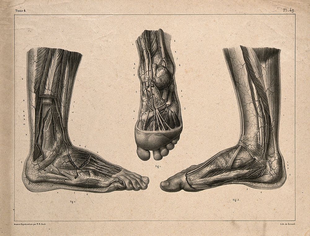Arteries of the foot: three figures. Lithograph by N.H Jacob, 1831/1854.