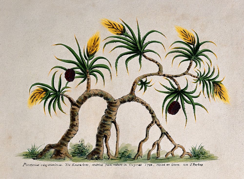 Ketaki (Pandanus tectorius Sol. ex Parkinson): tree bearing flowers and fruit. Coloured lithograph, 1812, after J. Forbes…
