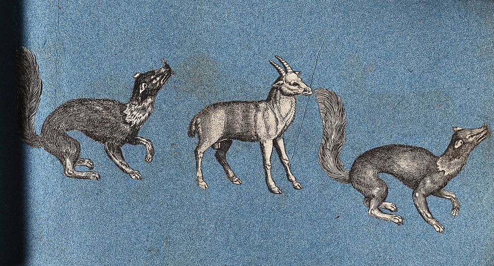 Two ferret-like animals and a goat . Cut-out engravings pasted onto paper, 16--.