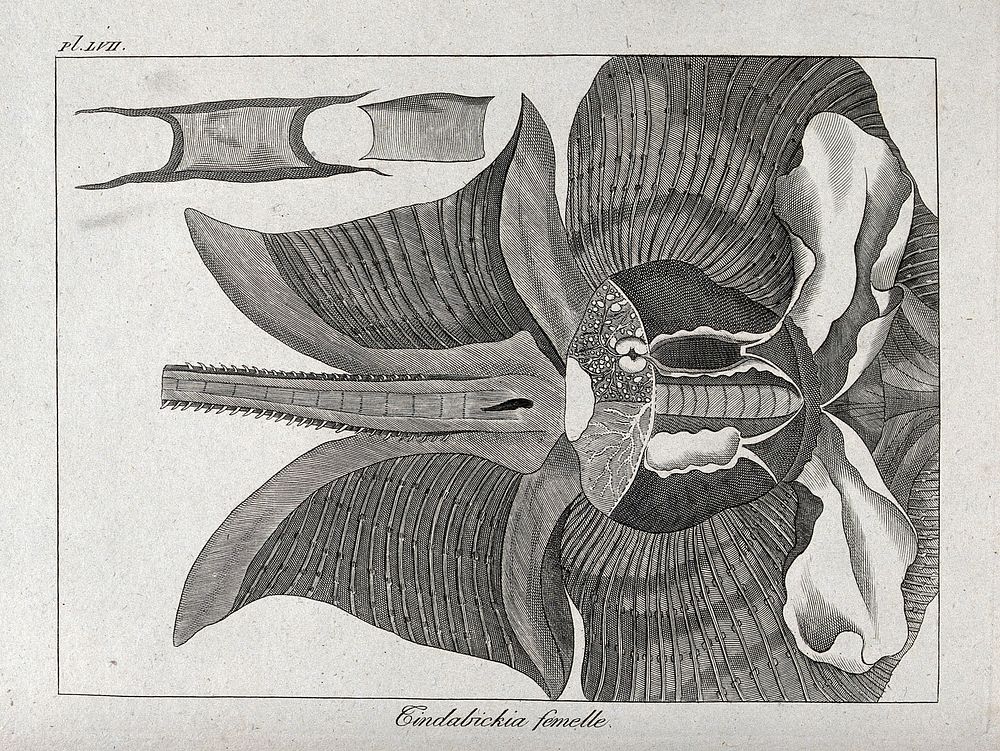 A dissection of a female ray or skate. Etching.