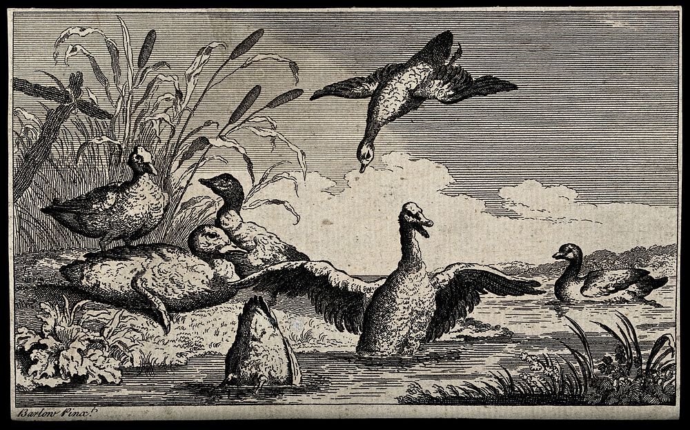 A group of ducks swimming in a lake and sitting on the shore. Etching after F. Barlow.
