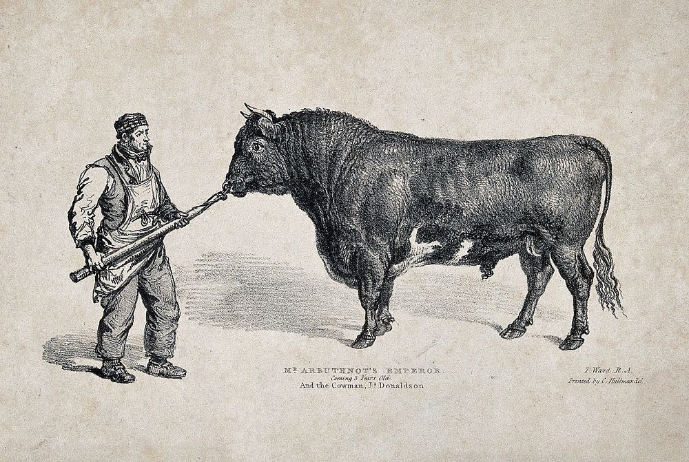 A short horned bull. Lithograph by J. Ward, ca 1837.