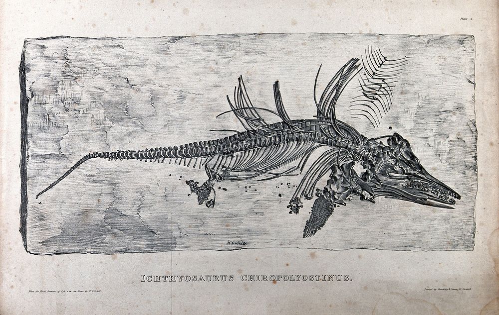 Fossilized skeleton of ichthyosaurus chiropolyostinus. Lithograph by H. O'Neill, 1834.