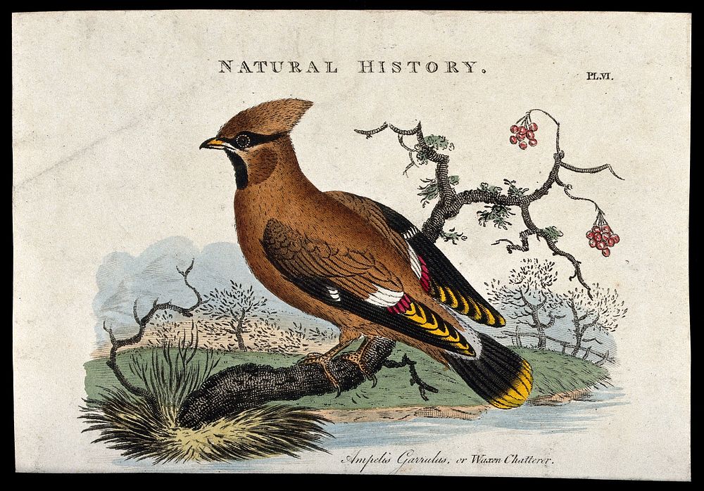 A waxwing (Ampelis garrulus). Coloured engraving, ca. 1808, after S. Edwards.