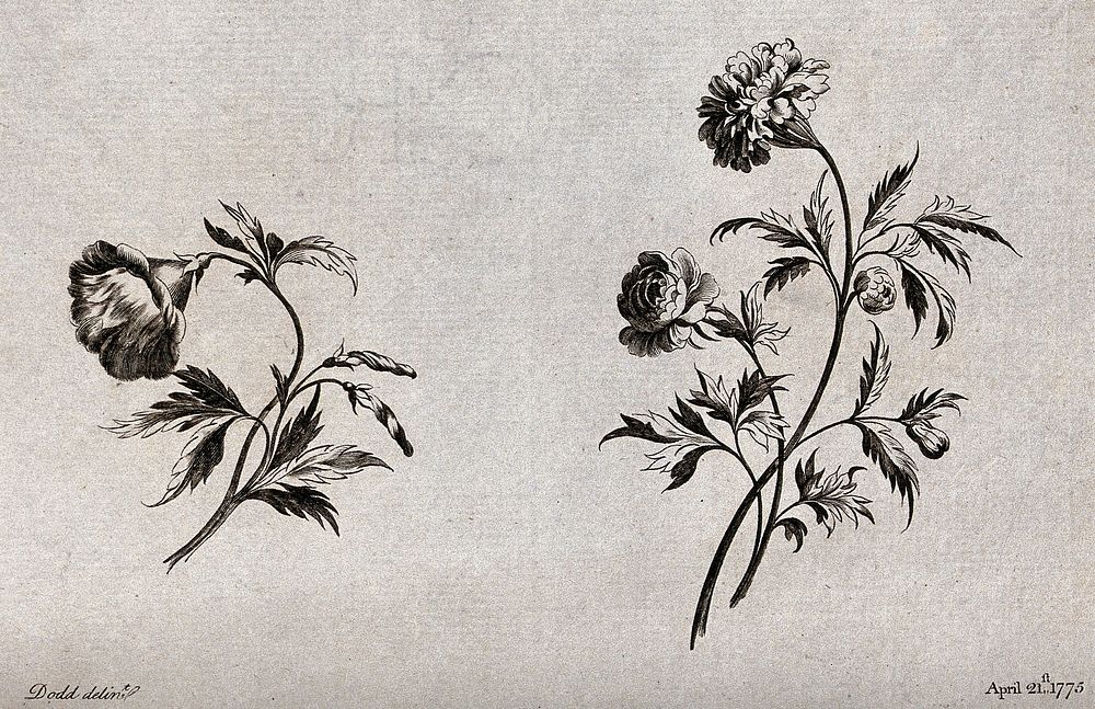 Two sprigs of flowers, including Convolvulus and carnations, meant as designs for embroidery. Etching with engraving after…