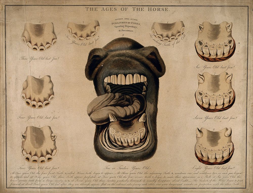 Horse's mouth and teeth: nine figures showing the development of the teeth from one to twelve years old. Coloured etching…