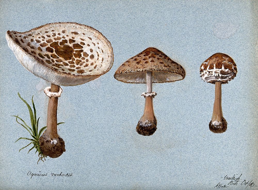 Shaggy parasol mushrooms (Lepiota rhacodes): three fruiting bodies. Watercolour by R. Baker, 1896.
