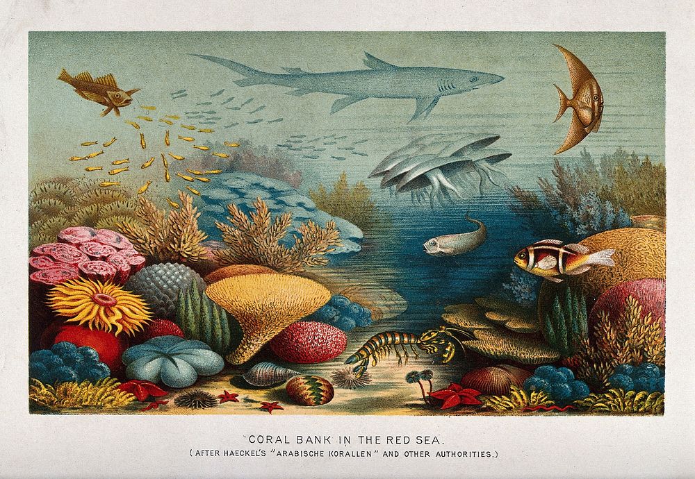 A coral reef in the Red Sea. Colour line block after E. Haeckel.