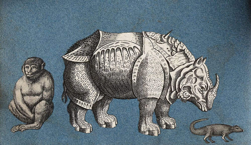 A rhinoceros, a monkey and a lizard. Cut-out engravings pasted onto paper, 16--.
