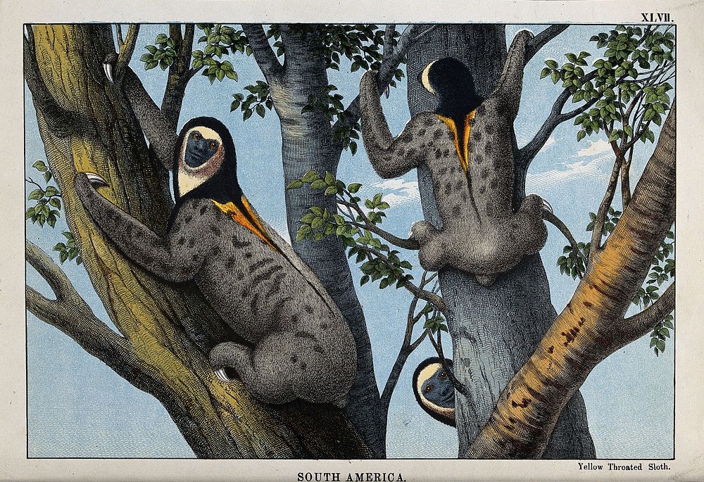 South America: Three yellow throated sloths clambering up a tree. Coloured lithograph.