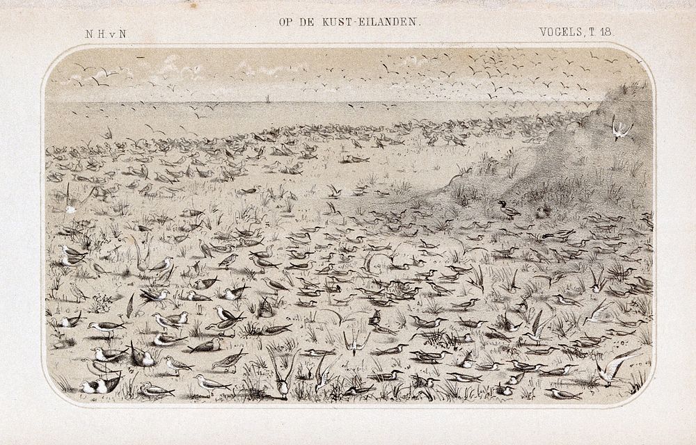 Terns, gulls and other birdlife on the sandy shore of an island in The Netherlands. Lithograph by P. Trap.