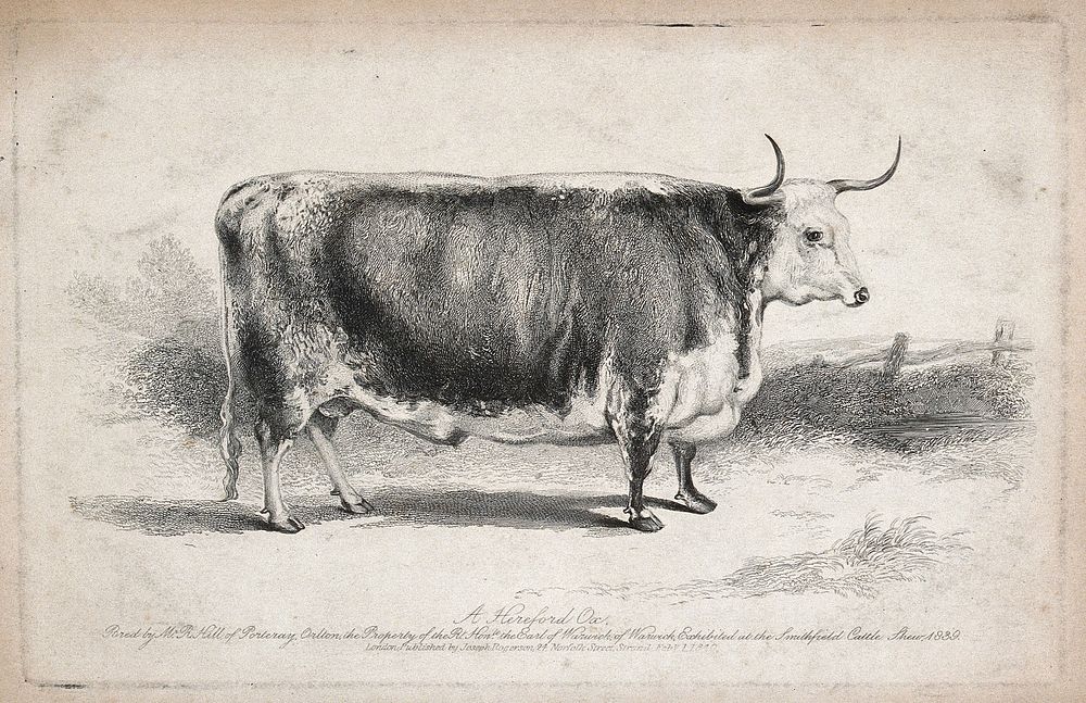 A Hereford ox. Etching, ca 1840.