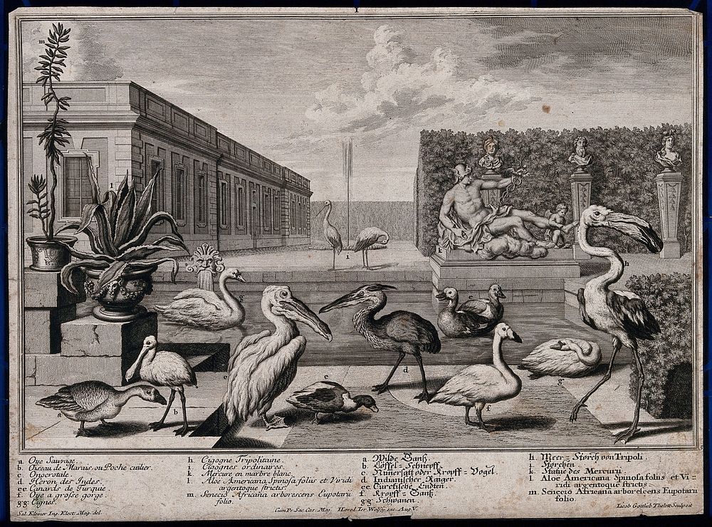 A garden pond with nine large exotic birds, two potted plants and a statue of Mercury. Etching by J. G. Thelott, 18th…