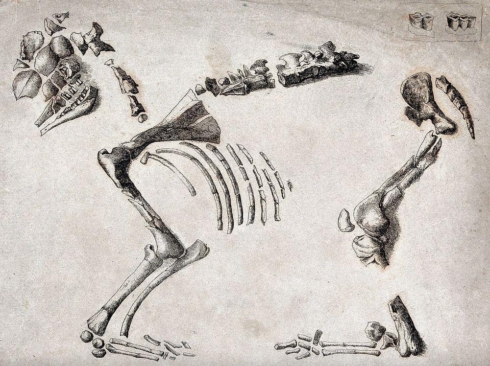 Skeleton fragments of a prehistoric creature, with details showing the teeth. Etching, 18--.