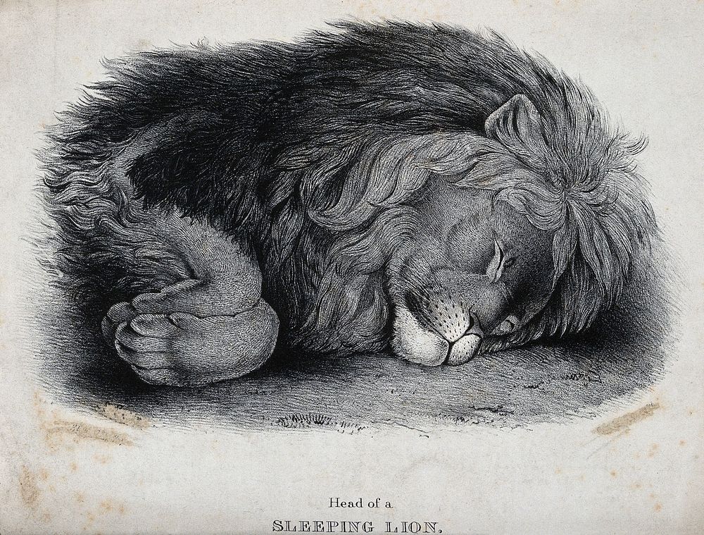The head and paws of a sleeping lion. Lithograph.