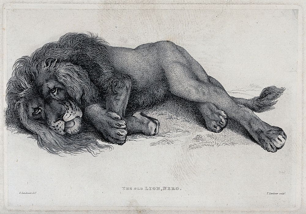 An old lion lying on the ground. Etching by T. Landseer after E. H. Landseer.