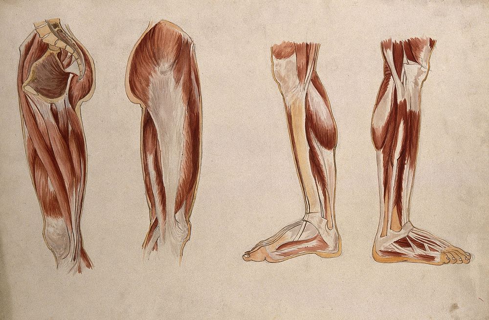 Muscles of the leg and foot: four écorché figures. Watercolour by A. Mongrédien, ca. 1880.