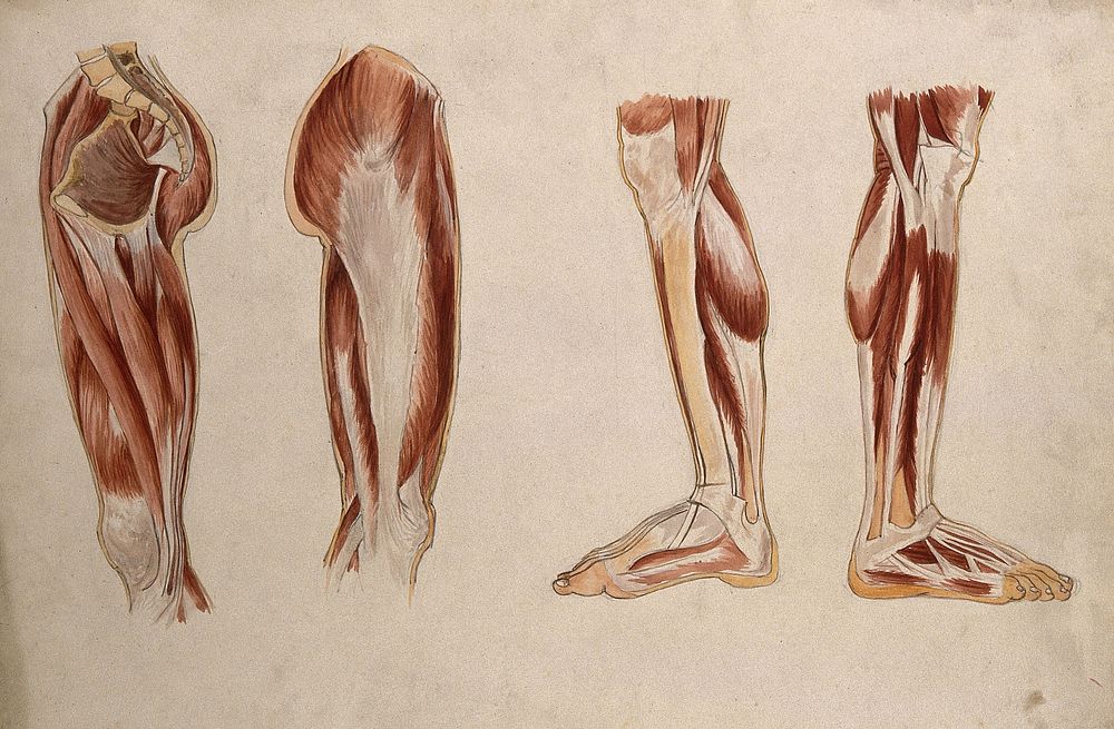 Muscles leg and foot: four | Free Photo Illustration - rawpixel