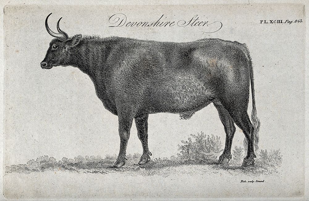 A Devonshire steer. Stipple engraving by Neele.