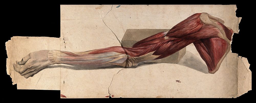 Muscles and tendons of the arm and hand: écorch.́ Watercolour, 18--.