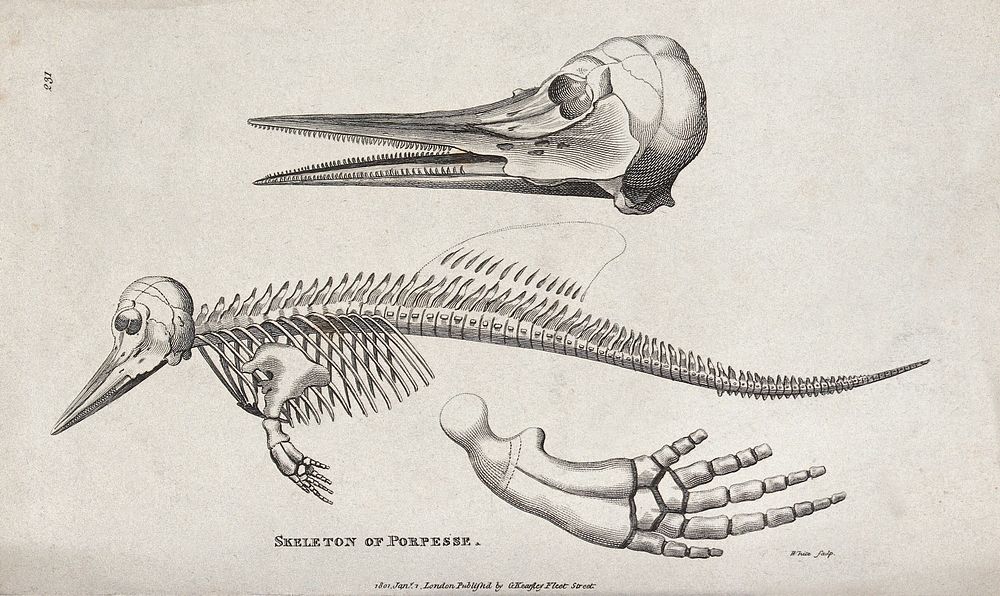 The skeletal remains of a porpoise. Etching by White.