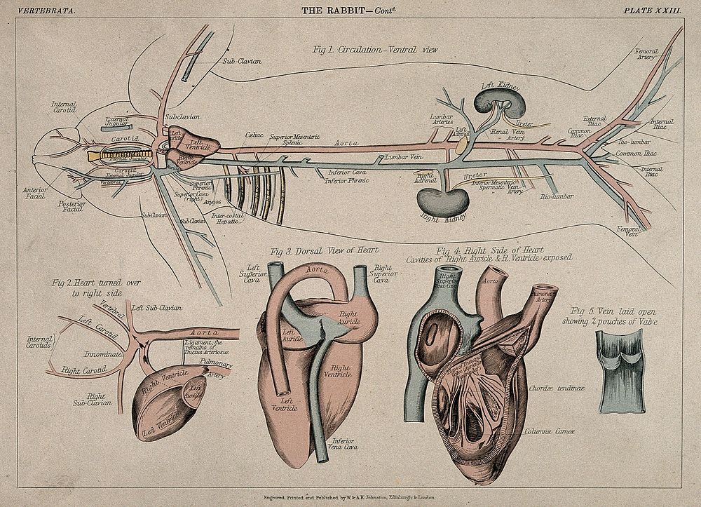 Circulatory system of a rabbit: five figures, including the details of the heart, arteries, major blood vessels, and the…