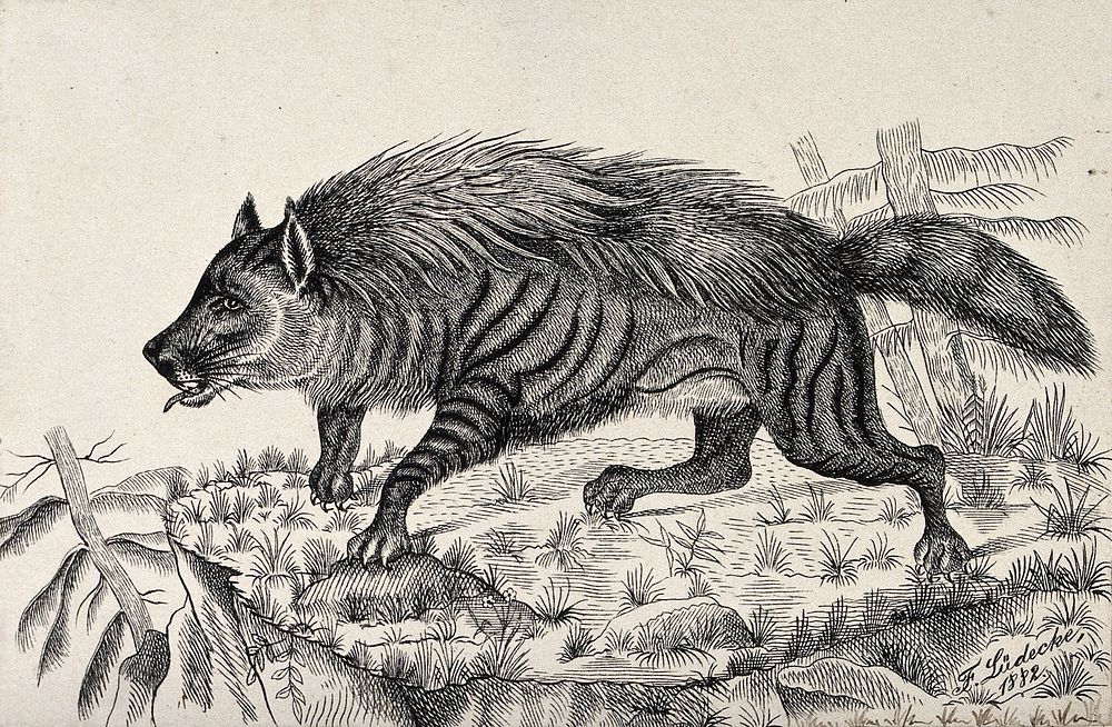 A striped hyena standing on a mountain crag. Reproduction of an etching by F. Lüdecke.