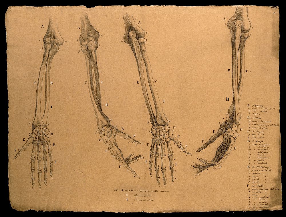 Bones of the arm and hand, shown in various stages of pronation: four figures. Pencil drawing by J.C. Zeller ca. 1833  after…
