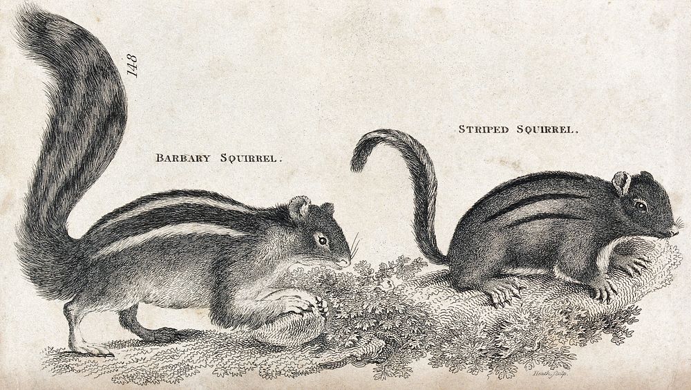 A barbary and a striped squirrel. Etching by Heath.