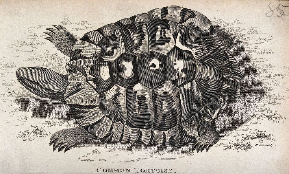 A common tortoise. Etching by Heath.