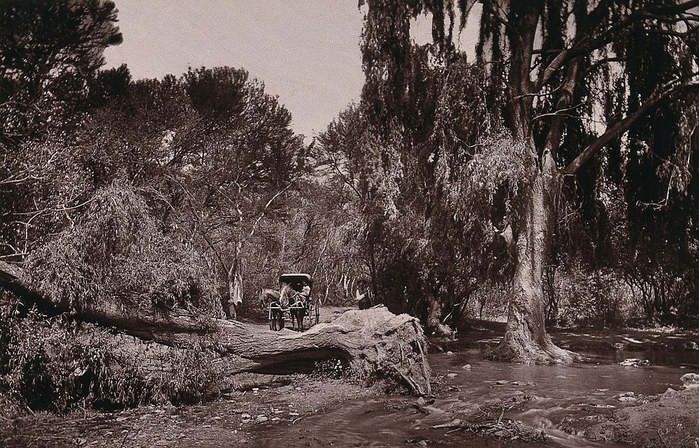 Lover's Walk, South Africa: a narrow lane obstructed by an uprooted tree and swollen stream. Woodburytype, 1888, after a…