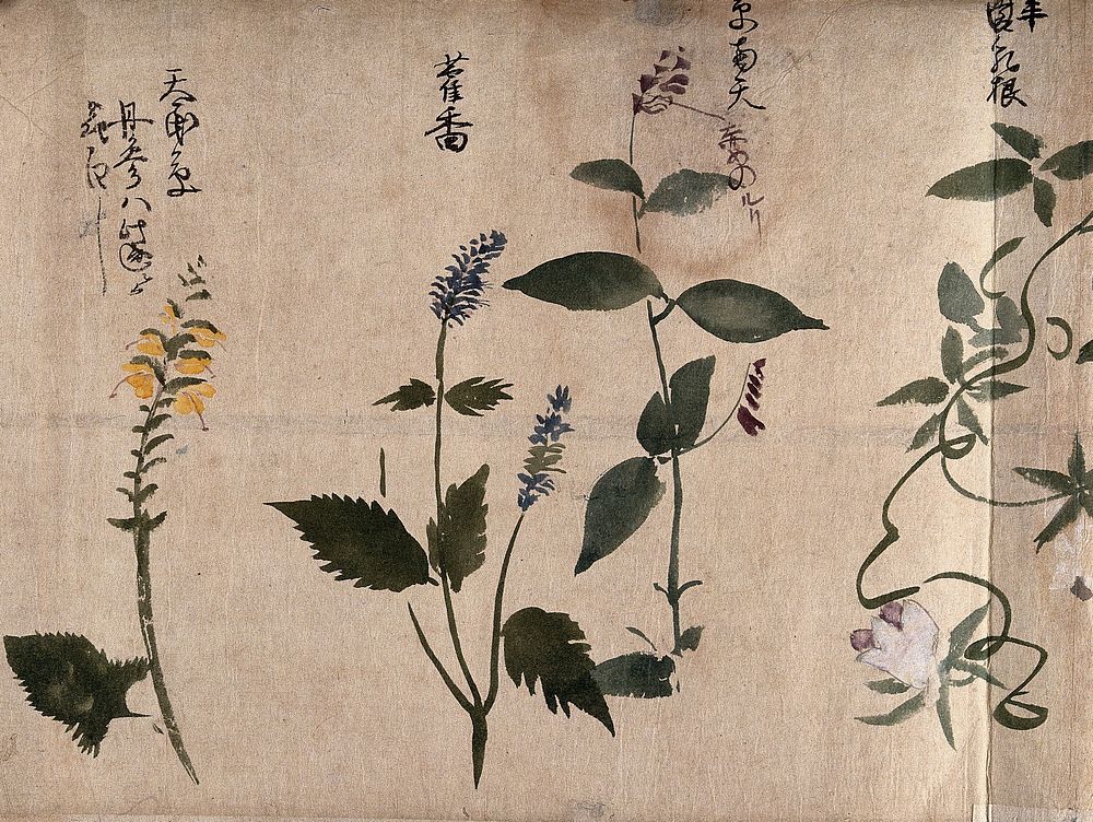 Four flowering plants, one possibly a labiate. Watercolour, c. 1870.