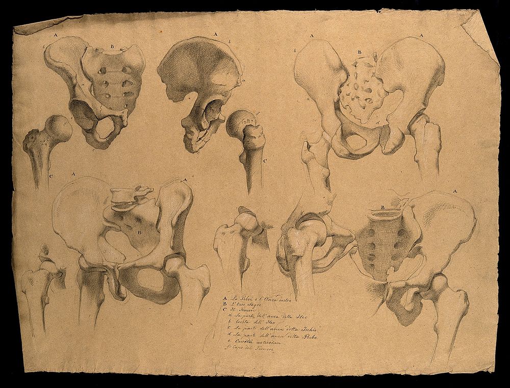 Bones of the pelvis and the hip joint, showing the head of the femur: eight figures. Pencil drawing by J.C. Zeller ca. 1833 …