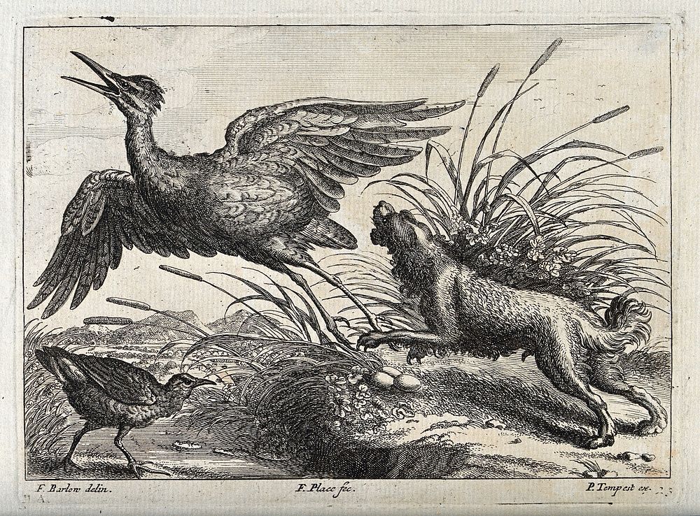 A dog chasing a heron off its nest in the reeds. Engraving by F. Place, ca. 1690, after F. Barlow.