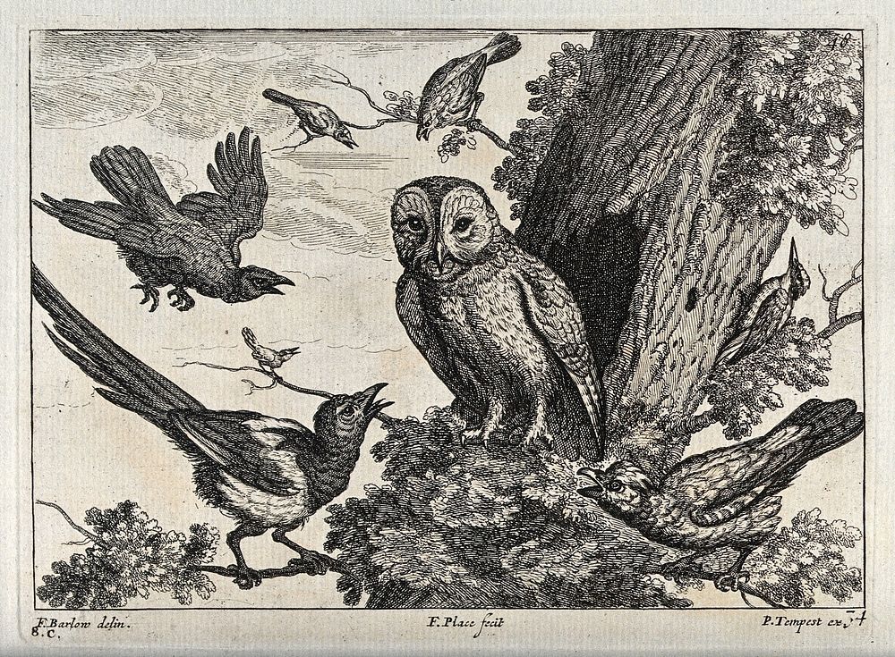 An owl being mocked by other birds. Engraving by F. Place, ca. 1690, after F. Barlow.