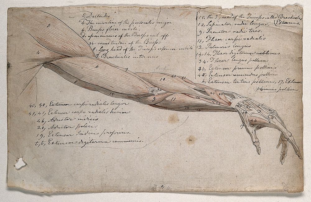 The muscles of the arm and hand. Pen and ink, with pink and brown watercolour washes, by C. Landseer, ca. 1815.